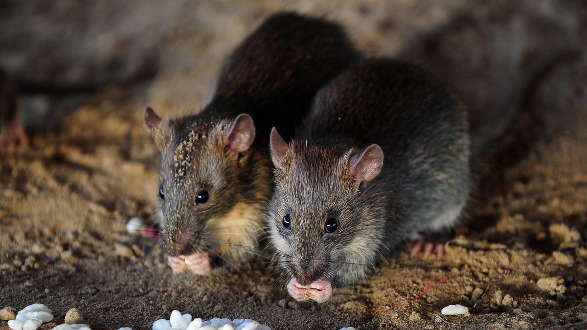 Cómo la edición de genes podría revivir al extinto ratón de la Isla de Navidad