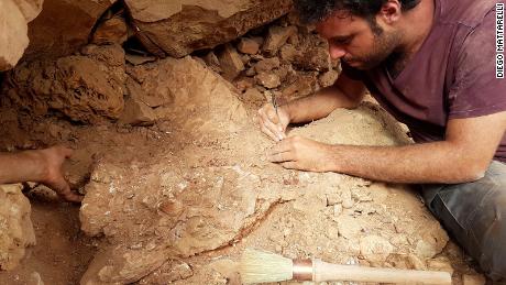 El paleontólogo Matteo Fabri trabaja en un fósil en el campo.