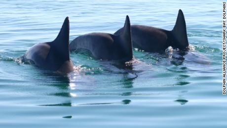 Delfines machos forman pandillas para conseguir pareja