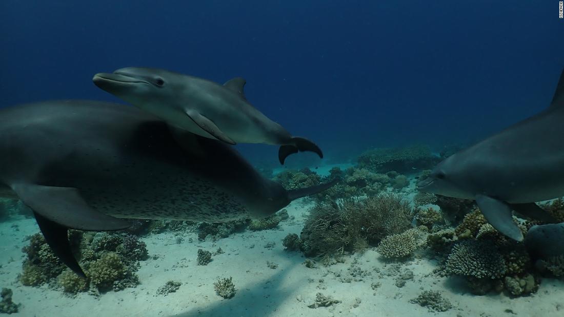 Un estudio sugiere que los delfines aprovechan las propiedades curativas de los arrecifes de coral