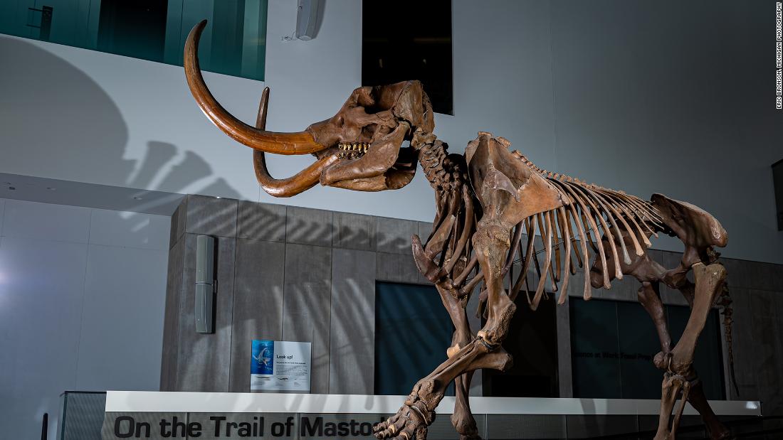 Colmillo de mastodonte revela patrones migratorios en América del Norte
