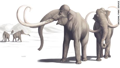 Esta ilustración muestra cómo era un mamut hace miles de años.