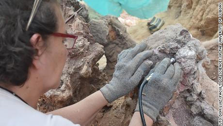 La investigación confirma la importancia del registro fósil de vertebrados en la región portuguesa de Pombal.