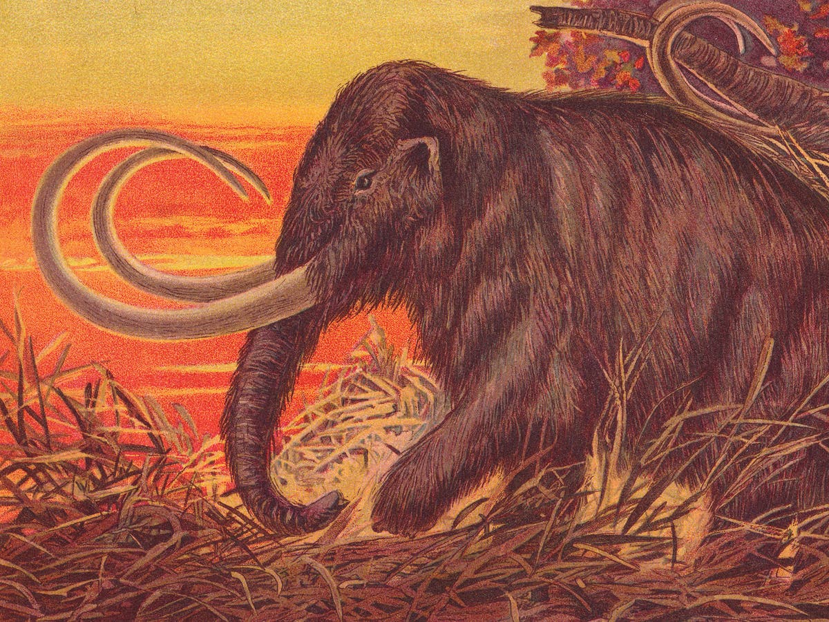 El mamut lanudo ha vuelto.  ¿Deberíamos comerlos?
