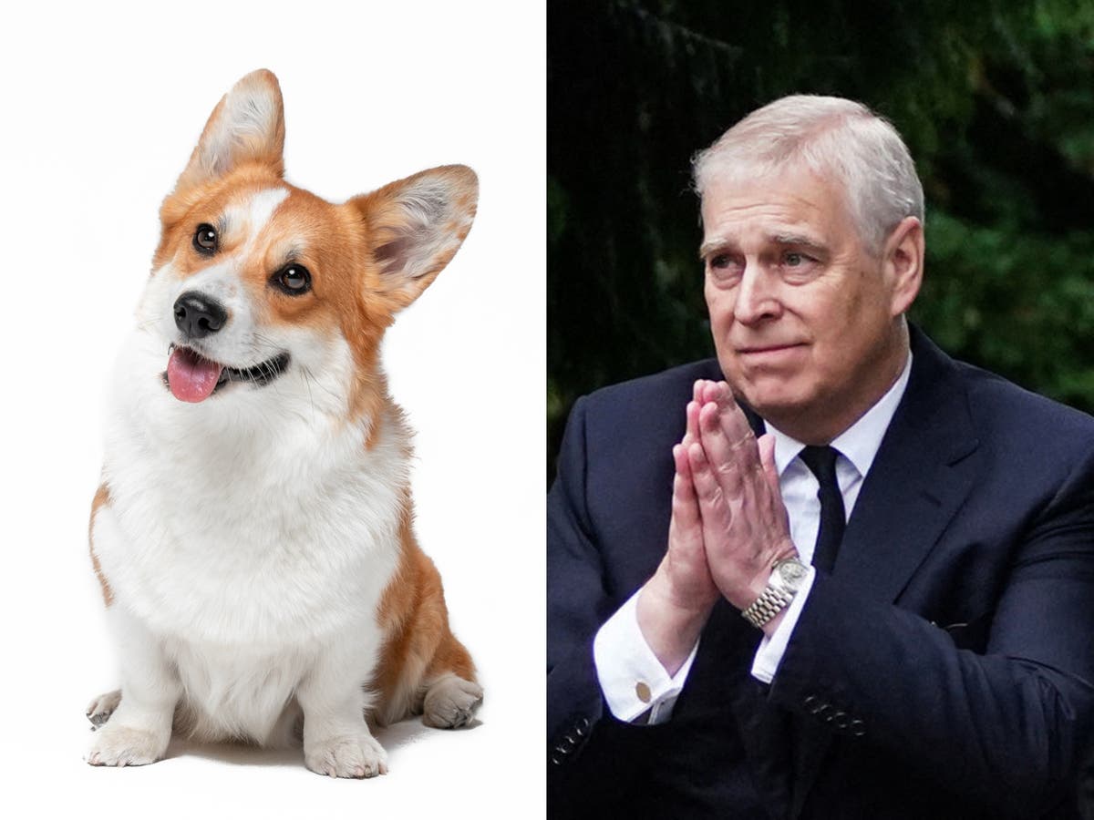 Queens Corgi: el príncipe Andrew y Sarah Ferguson se harán cargo de los perros reales