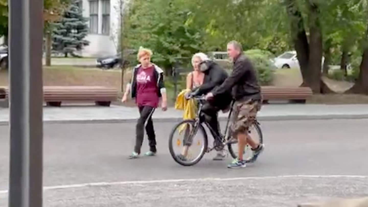 Un chimpancé se escapa del zoológico de Kharkiv y regresa con un impermeable en una bicicleta