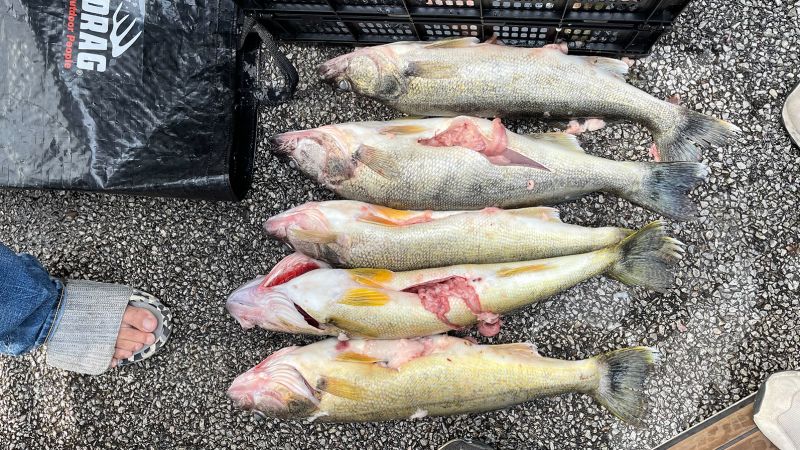 Lake Erie Wally Trail: escándalo de trampa sacude el campeonato de pesca de Ohio