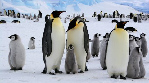 Los pingüinos emperadores viven a lo largo de la Península Antártica en muchas colonias.