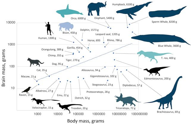Diagrama del tamaño del cerebro frente a la masa corporal de dinosaurios, mamíferos y aves