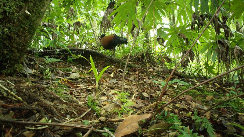 Una especie de paloma perdida hace mucho tiempo 'redescubierta' en Papúa Nueva Guinea