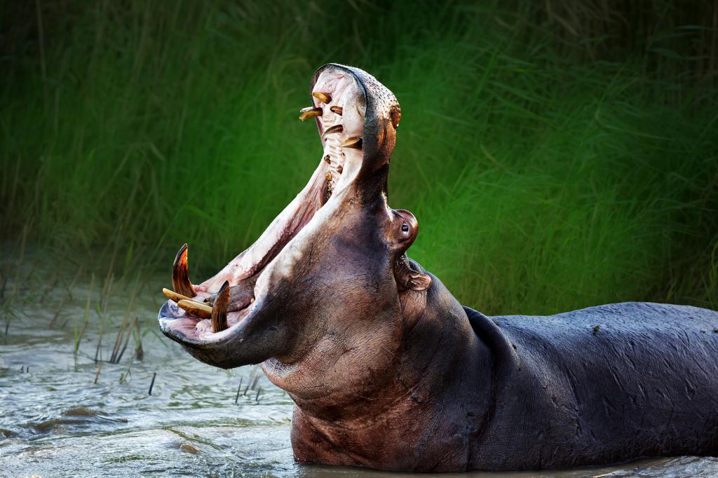 Un hipopótamo traga y excreta a un niño de dos años en Uganda