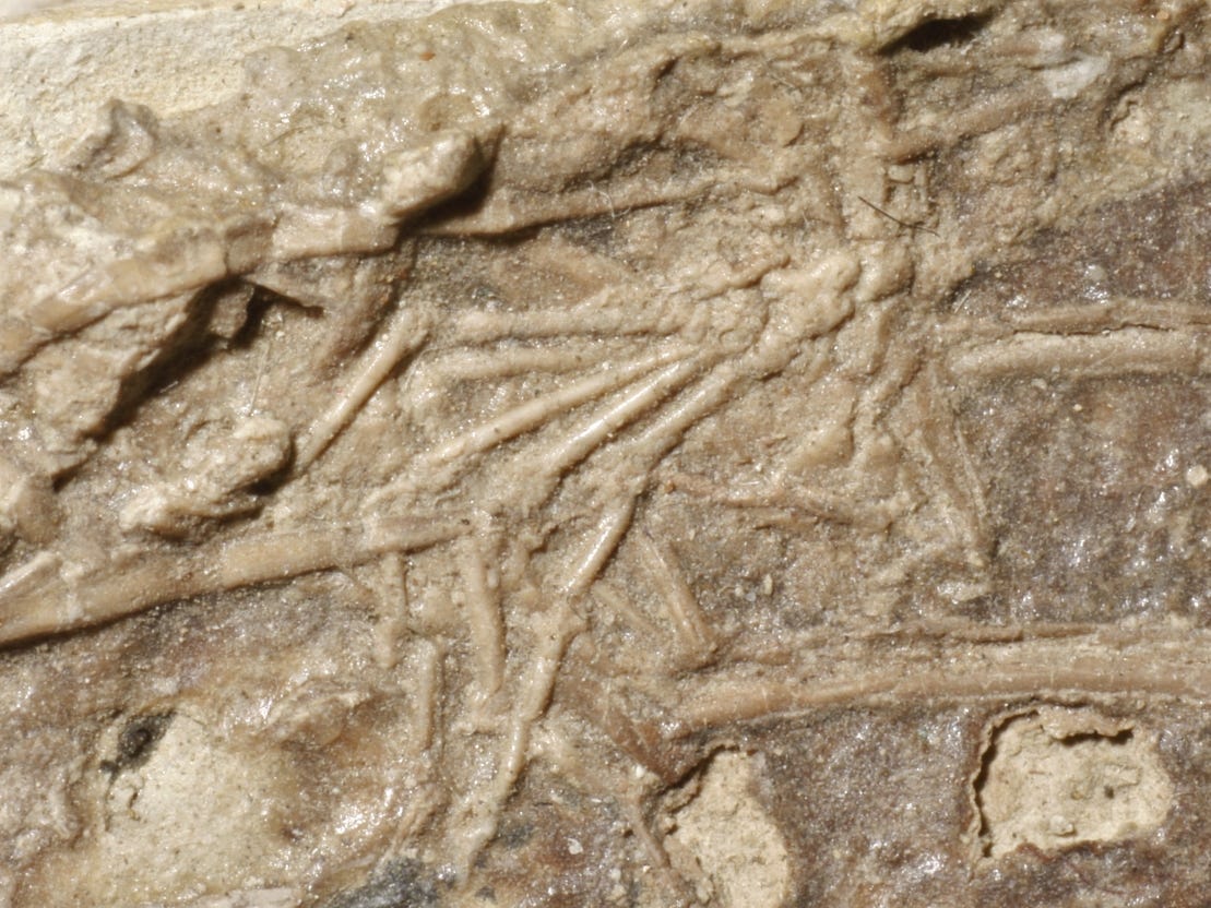 Fósil de dinosaurio de 120 millones de años con sus últimos huesos de refrigerio aún adentro revela que disfrutó comiendo a nuestros antepasados