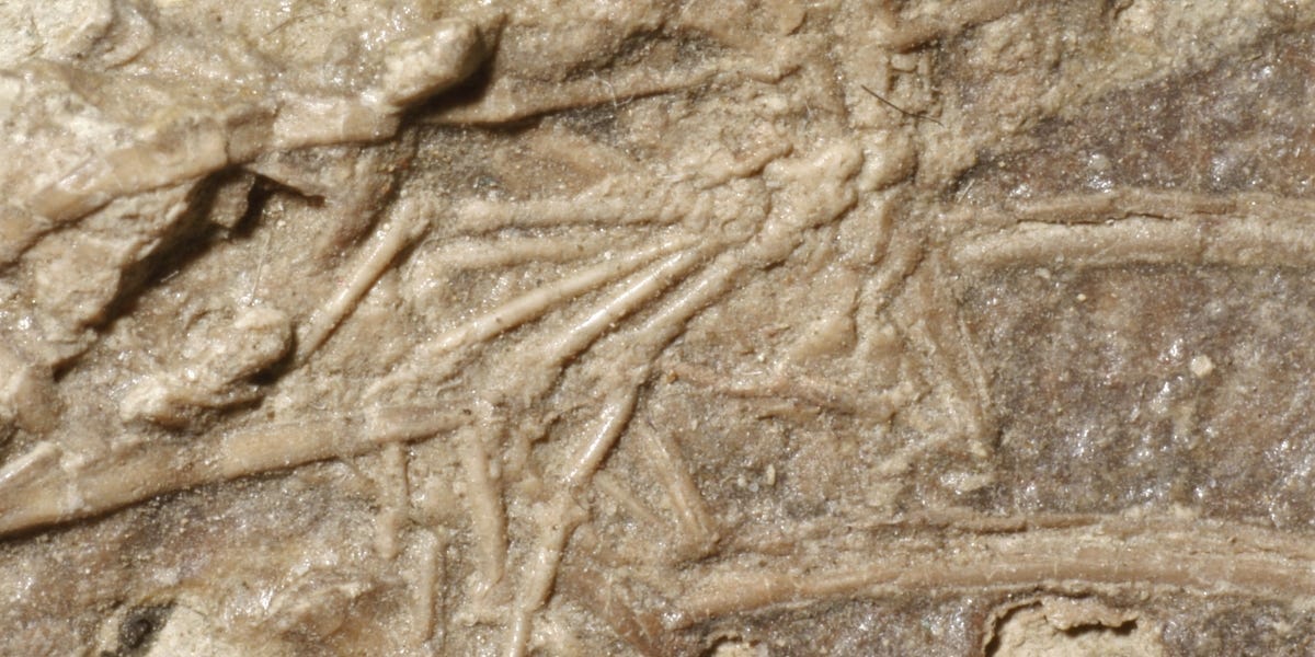 Huesos de bocadillo de dinosaurio encontrados en el fósil después de 120 millones de años
