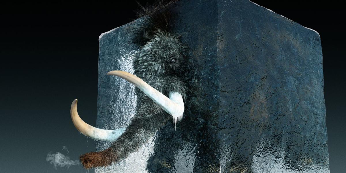 Los científicos están reencarnando al mamut lanudo para un regreso en 4 años