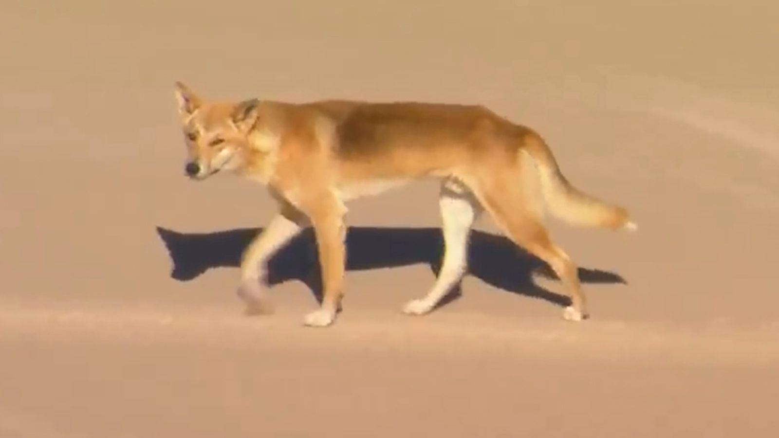 Dingo sacrificado después de ser arrastrado a tierra.  noticias del mundo