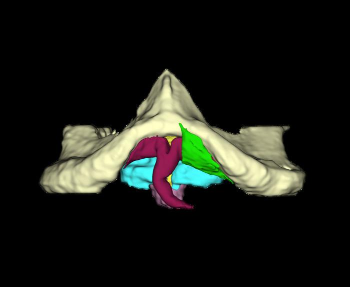 Vista de modelo 3D de las estructuras del clítoris de chimpancé basado en una resonancia magnética.