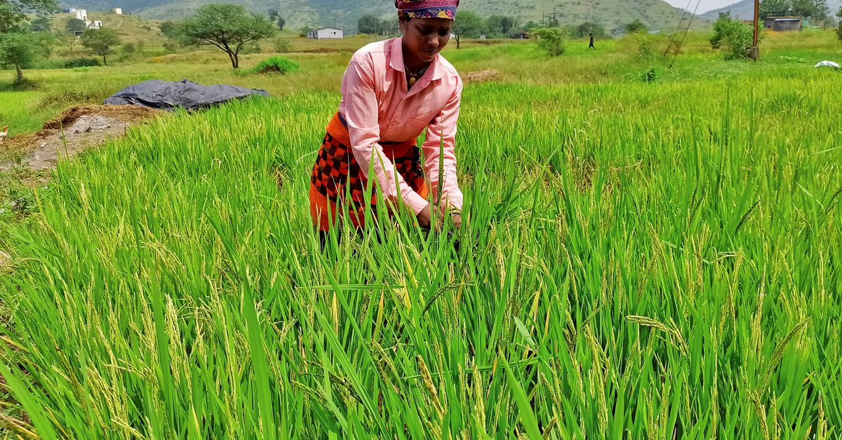 India, el mayor exportador de arroz, está prohibiendo la mayoría de los envíos después de que el monzón tardío golpeara los cultivos.