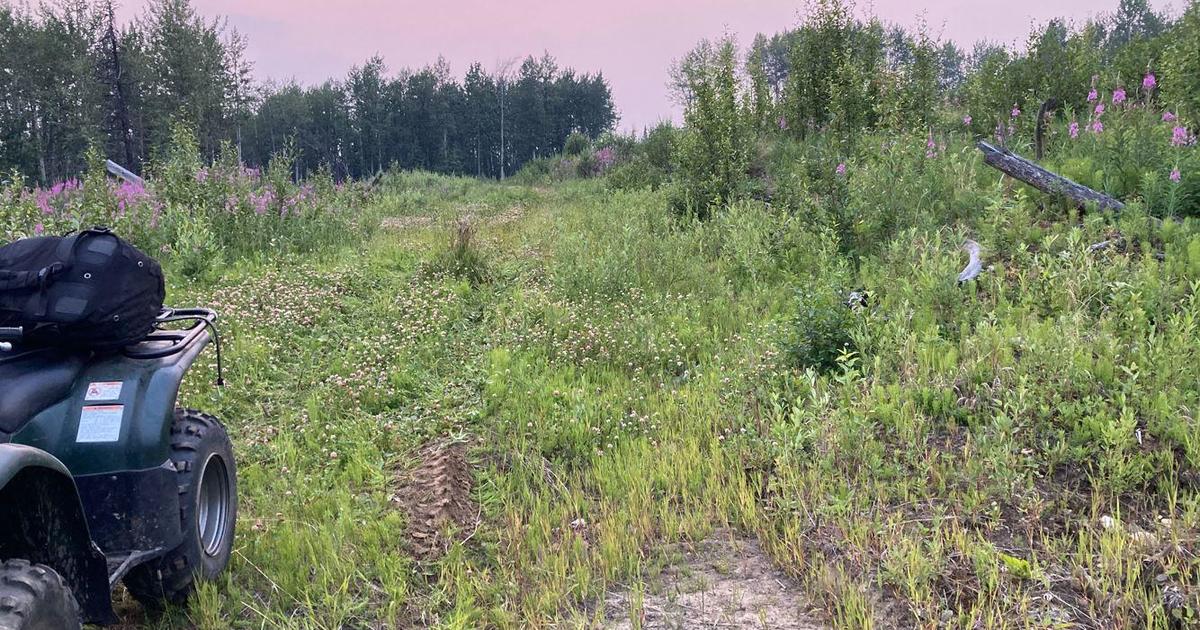 Un oso ataca y hiere gravemente a un plantador de árboles de 21 años en Canadá