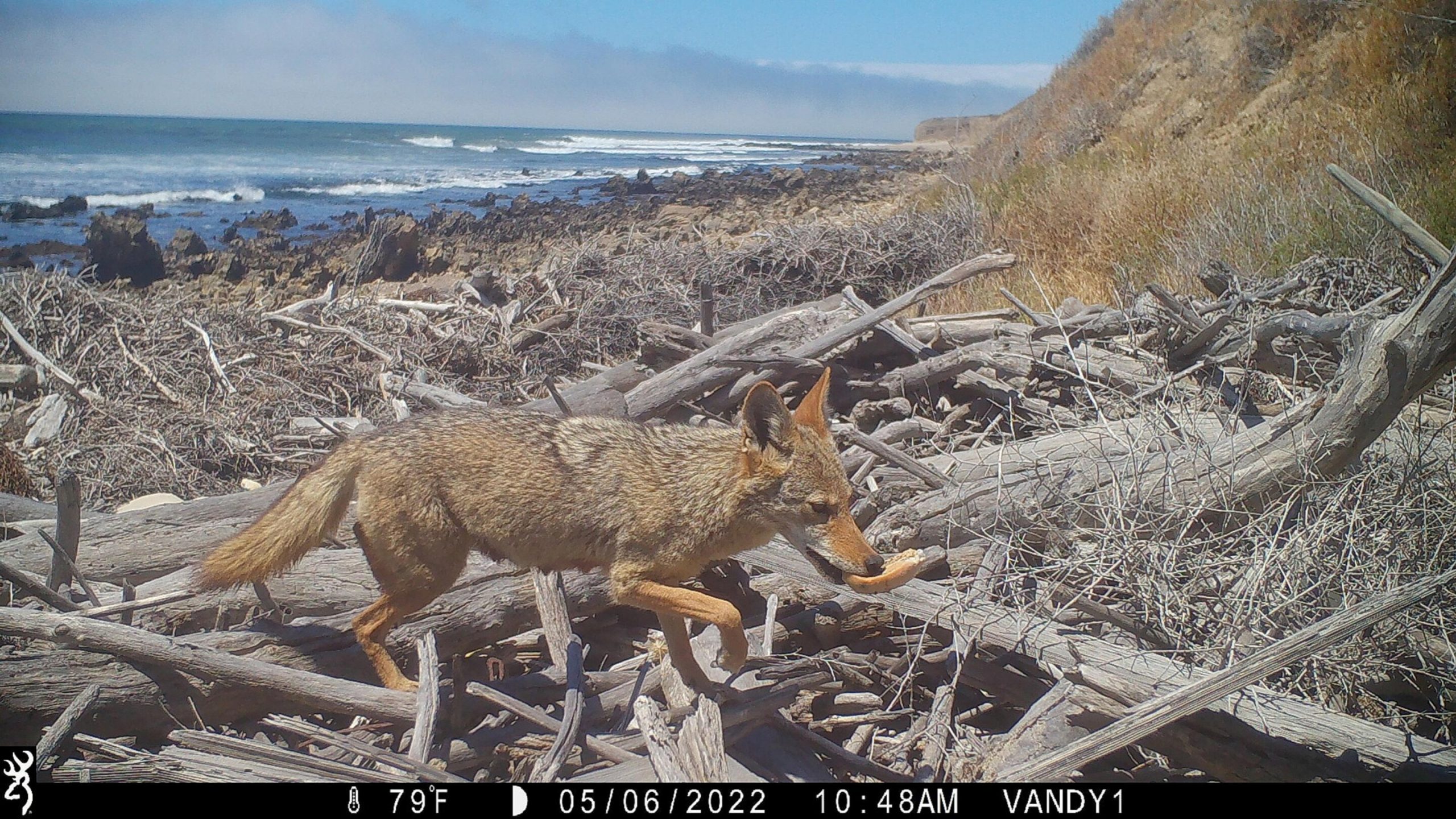 Las cámaras con sensores de movimiento instaladas a lo largo de la costa protegida de California muestran el impacto de los coyotes en los hábitats de las mareas
