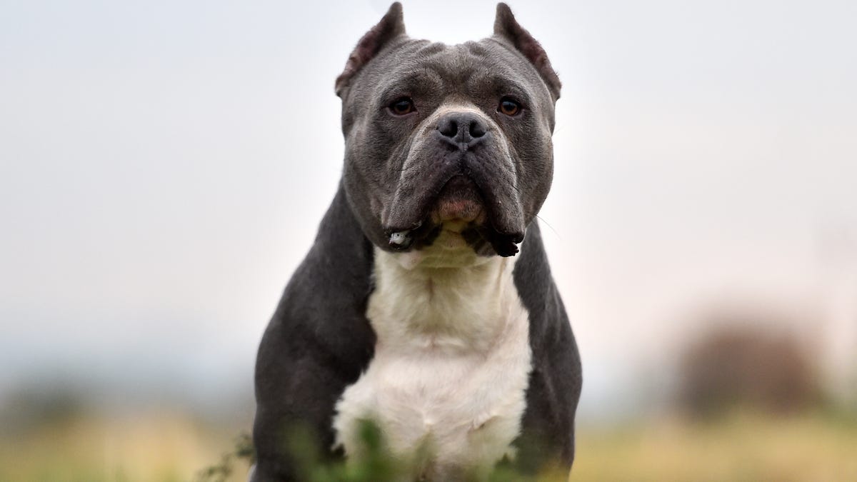 Una nueva prohibición en el Reino Unido podría quitar a los perros de sus dueños