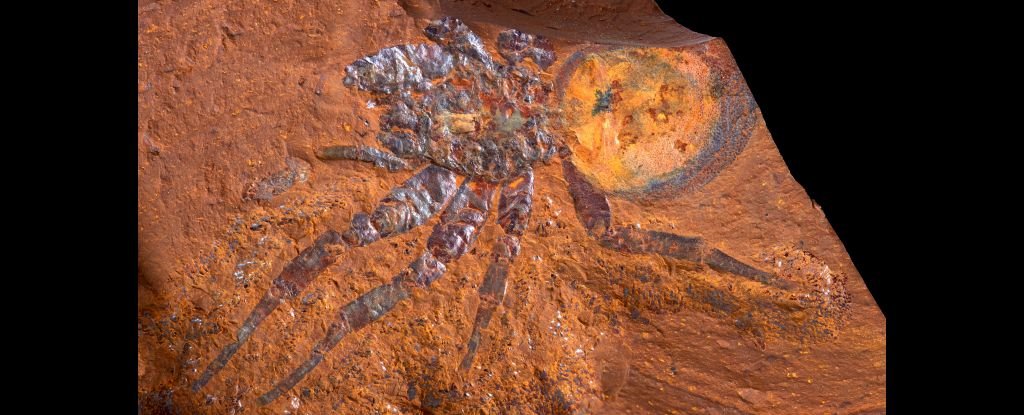 En Australia se encontró un fósil de araña trampilla "gigante", ¡y todo lo que tienes que hacer es echarle un vistazo!  Alerta científica