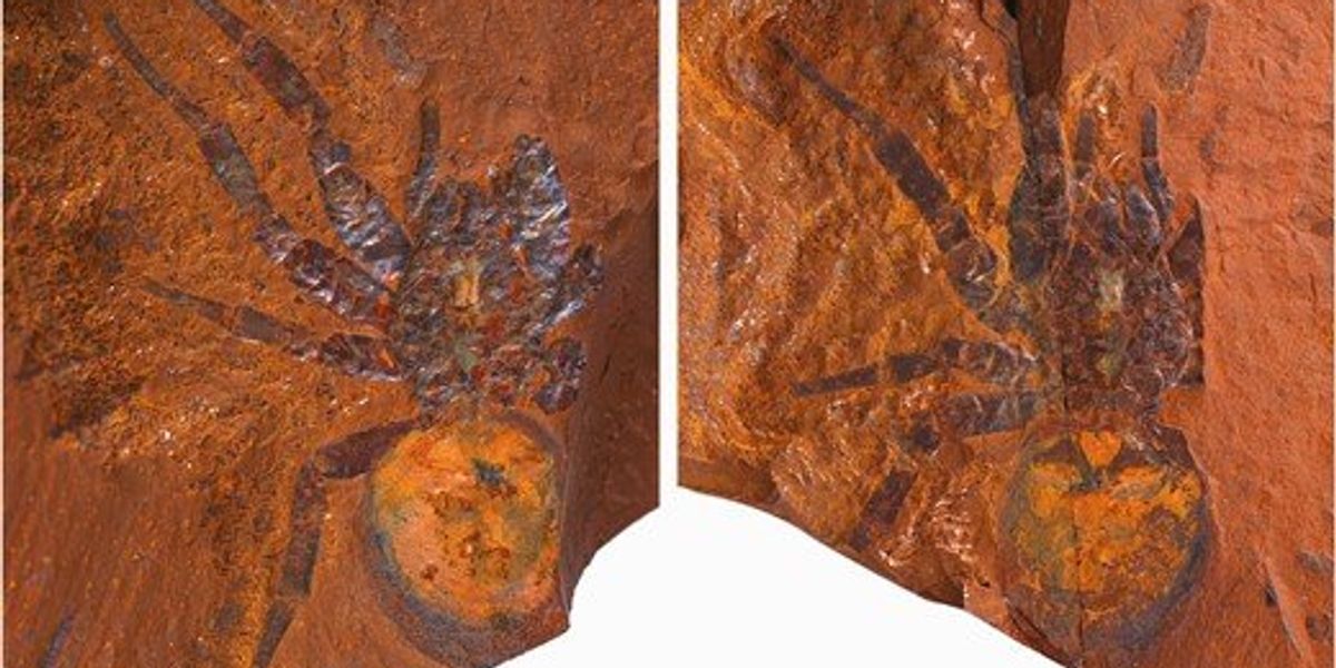 Los científicos encuentran el fósil de una araña dinosaurio "gigante" en Australia