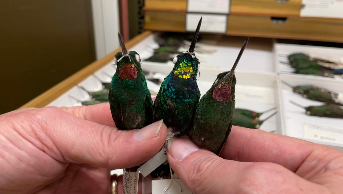 Un nuevo colibrí con un inusual plumaje dorado brillante sorprende a los expertos