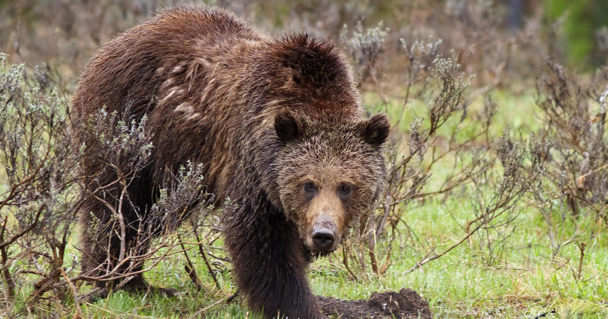 La familia revela la inquietante carta final de una pareja asesinada por un oso pardo en Canadá