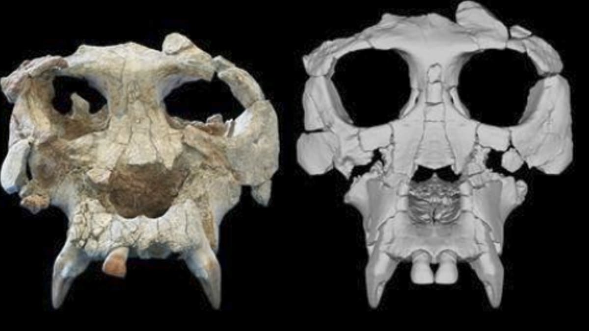 Los científicos reconstruyen el rostro de una especie de simio que vivió hace unos 12 millones de años y “puede ser crucial para comprender la evolución humana”.