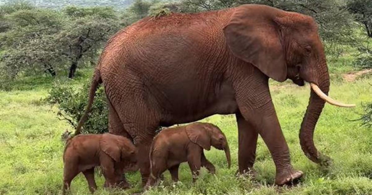 Un raro elefante gemelo nacido en Kenia, captado por la cámara: “¡Posibilidades increíbles!”