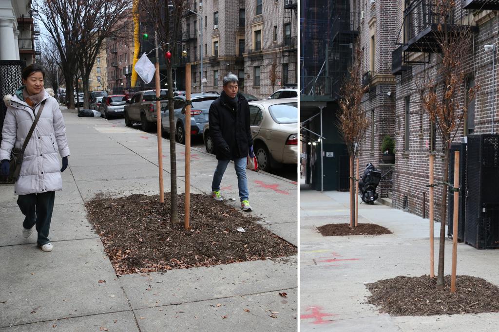 Los residentes estaban confundidos después de que se colocaran árboles en medio de la acera en la ciudad de Nueva York.