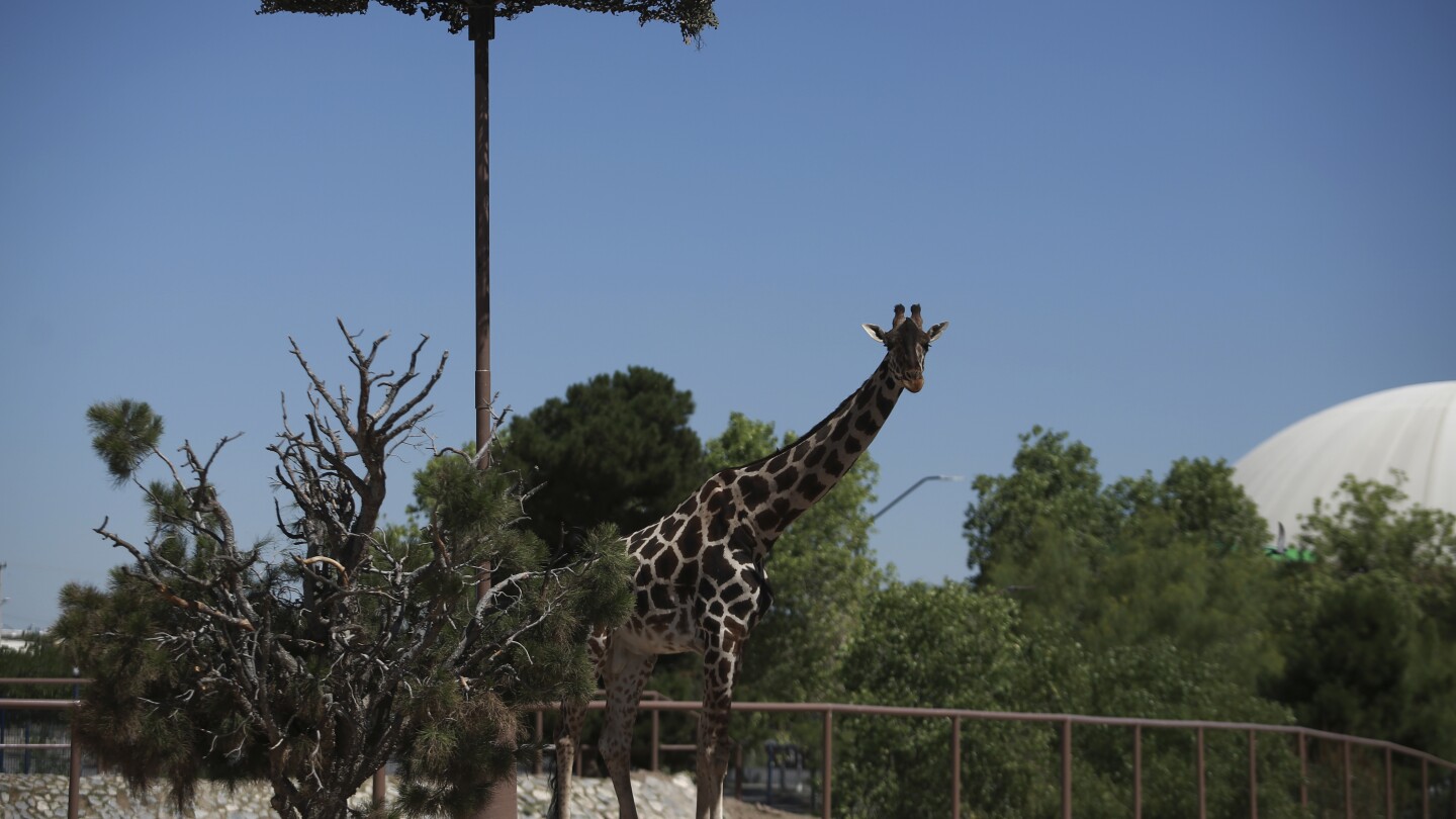 Benito la jirafa deja el duro clima en la frontera con México y se dirige a un hogar más adecuado