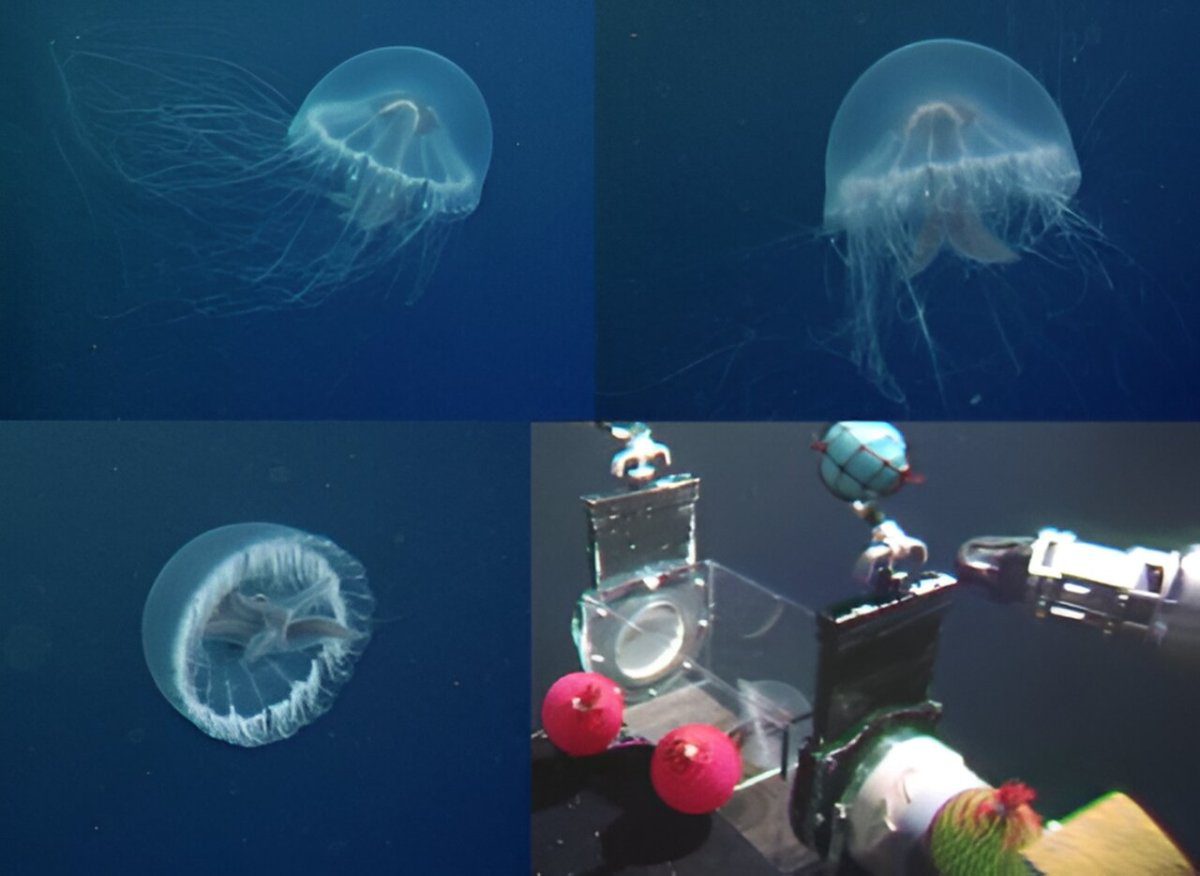 Atrapa nuevas medusas