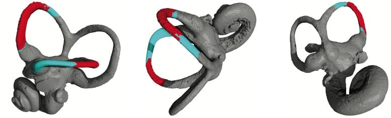 Reconstrucción del oído interno de Lufengpithecus