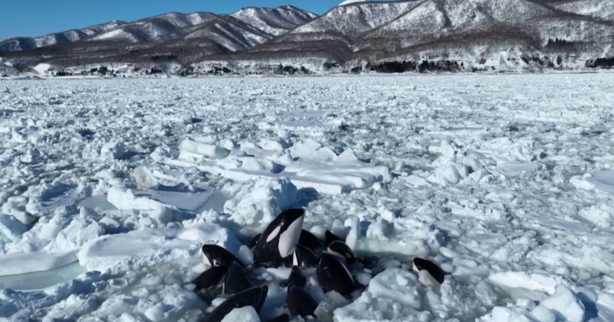 Se cree que una manada de orcas está atrapada en el espeso hielo marino frente al norte de Japón