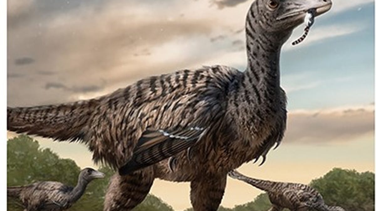 Huellas en China apuntan a un nuevo megaraptor que vagaba con los dinosaurios