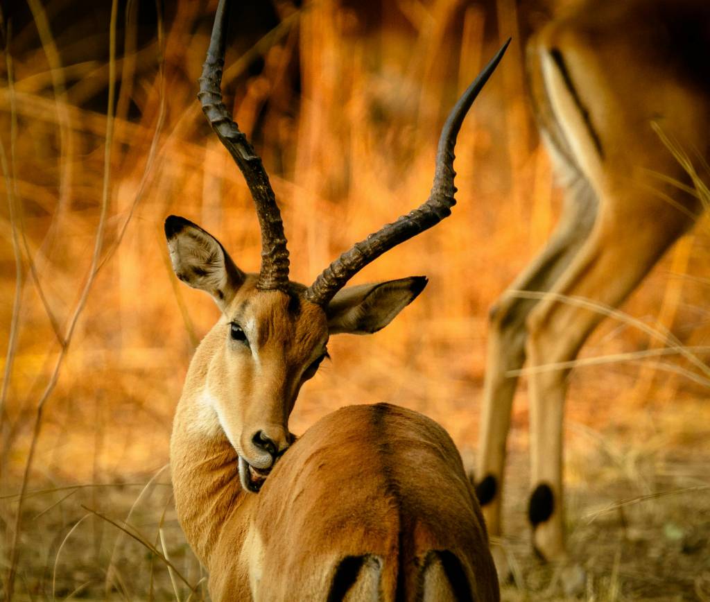 Safari en Tanzania: consejos esenciales para hispanohablantes