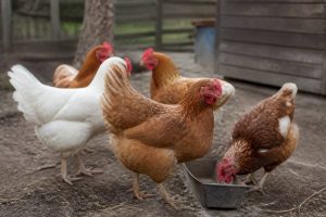 Gallinas y gripe aviar: claves para proteger el corral y prevenir contagios