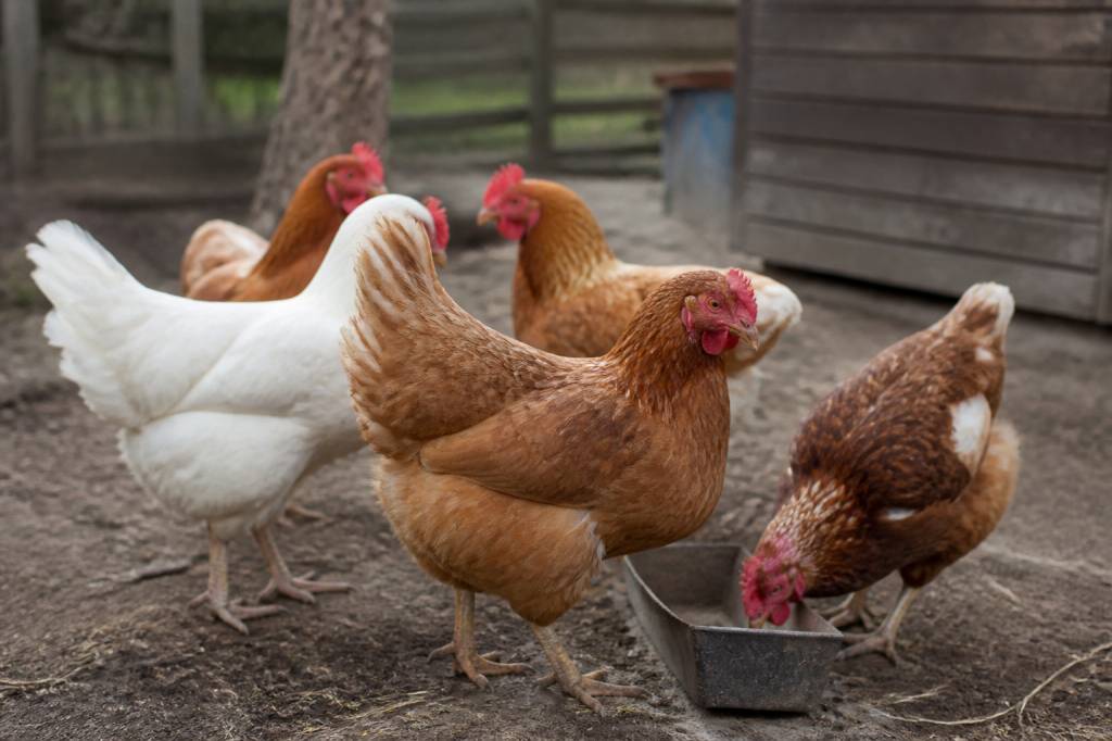 Gallinas y gripe aviar: claves para proteger el corral y prevenir contagios